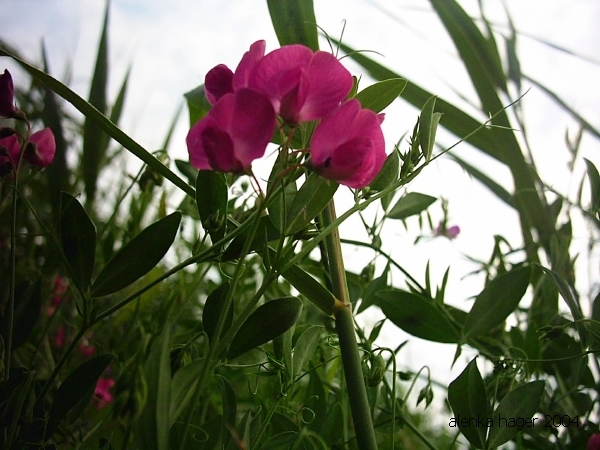 lathyrus tuberosus.JPG